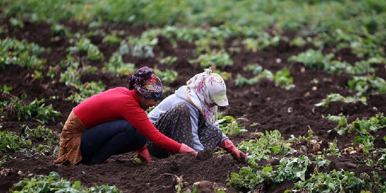 400 donumde yilda 800 ton uretiliyor koyluler toprak donmadan hasat ediyor LVr1x1Py