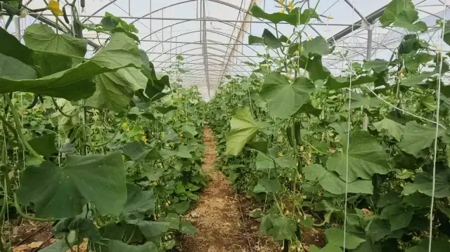 ilcede eksikligi gorup sera kurdu 20 ailenin ekmek kapisi oldu vqcT9tje