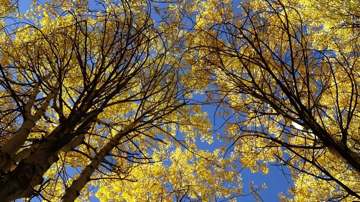 sonbahar renkleri sarikamista 1t1YSPtq