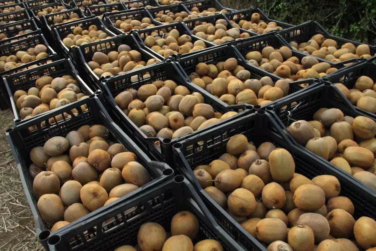 samsunda 2025 yili hasat etkinligi duzenlendi yMGAHzSv.jpg