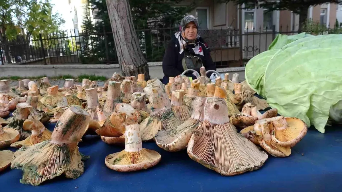 tavsanlida melki mantarina buyuk ilgi xugXzQZ2.jpg