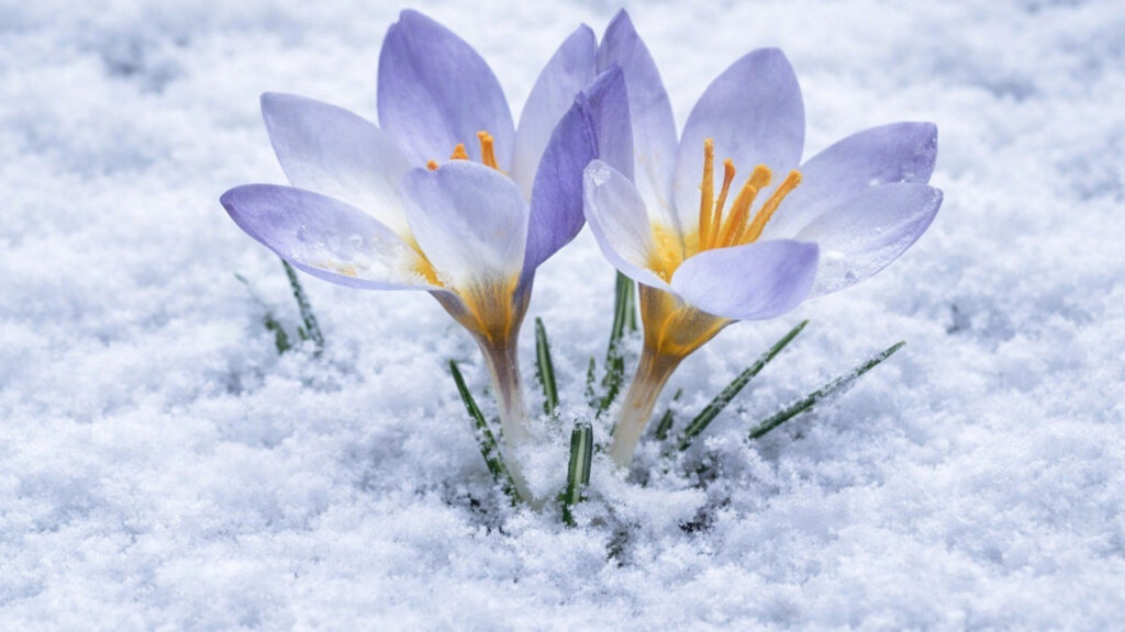 bu-cicek-baska-yerde-yok-dunyada-tek-bir-yerde-yetisiyor-eklbSMU1